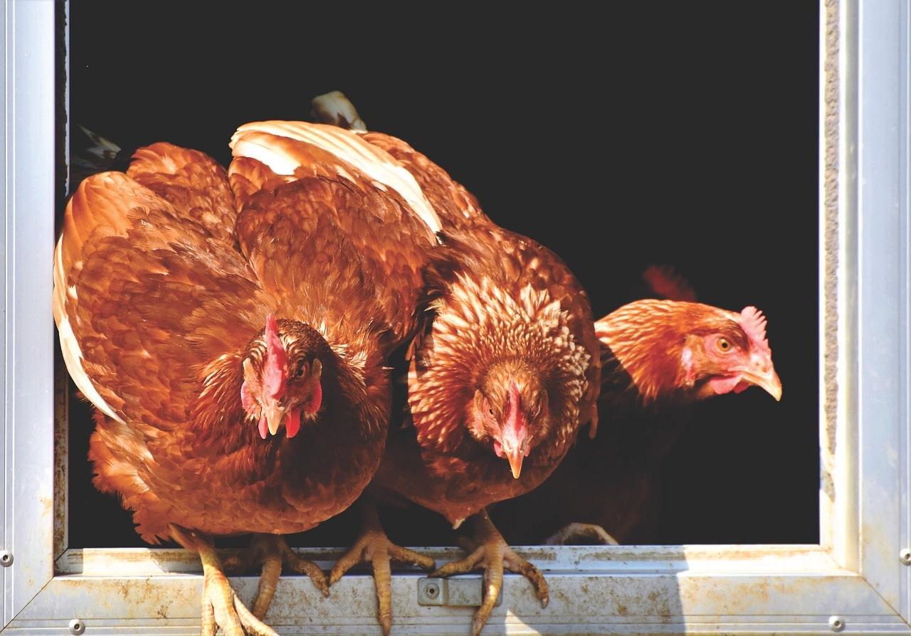 Trois poules se tiennent sur le seuil de leur poulailler