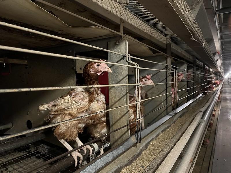 Une rangée de poules en cage regardent vers l'extérieur. Celle du devant est déplumée.